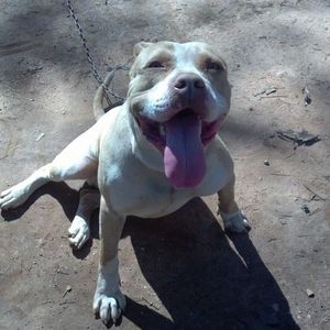 Meet your Posher, Julius